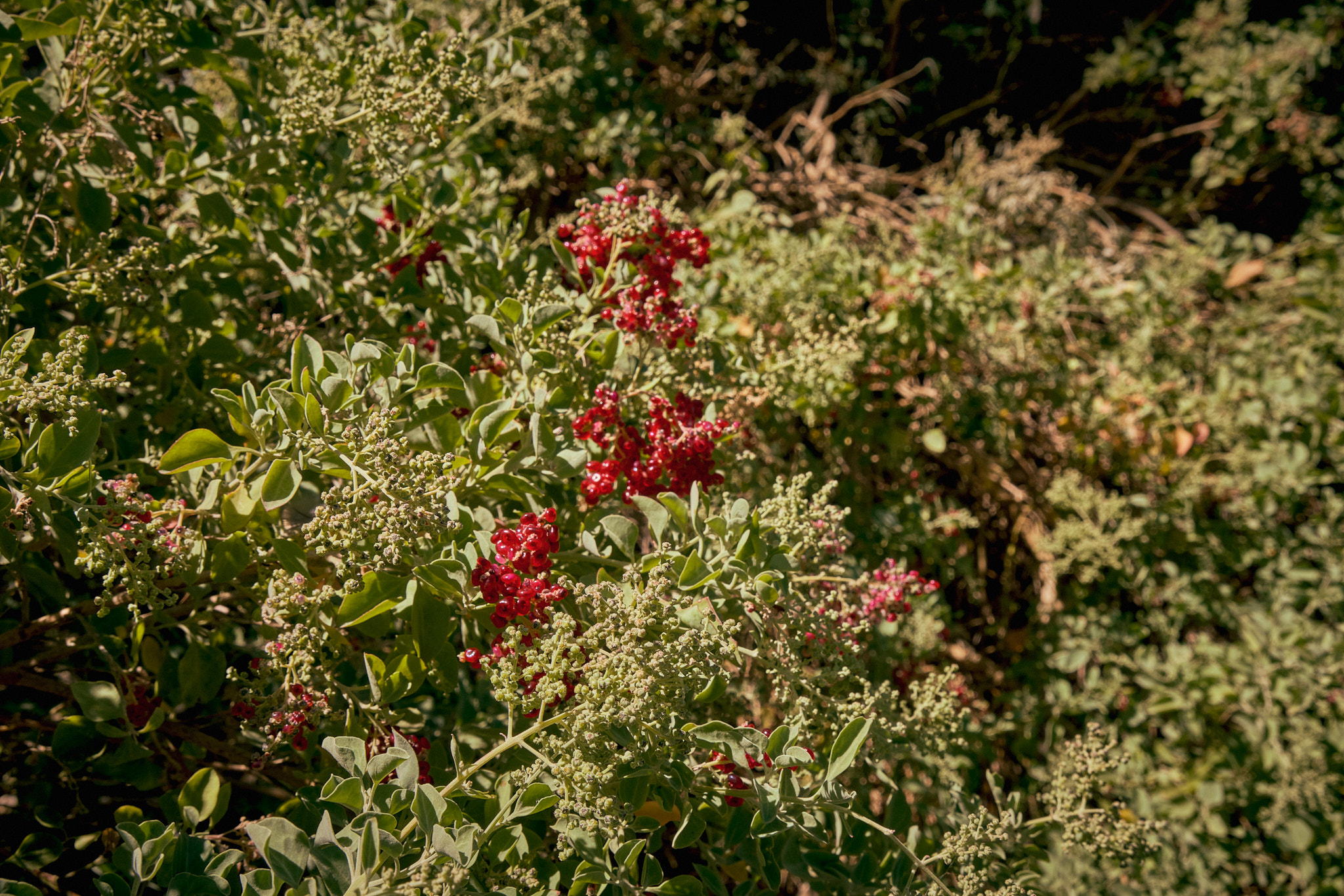 DSCF1116Quick.jpg