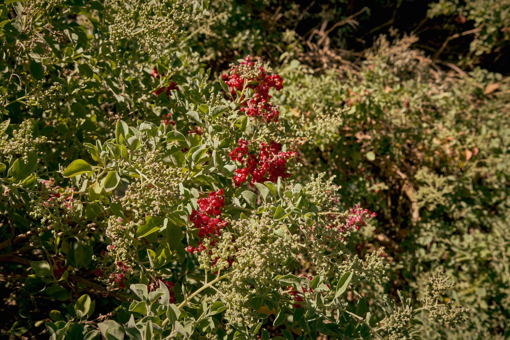 DSCF1117Quick.jpg