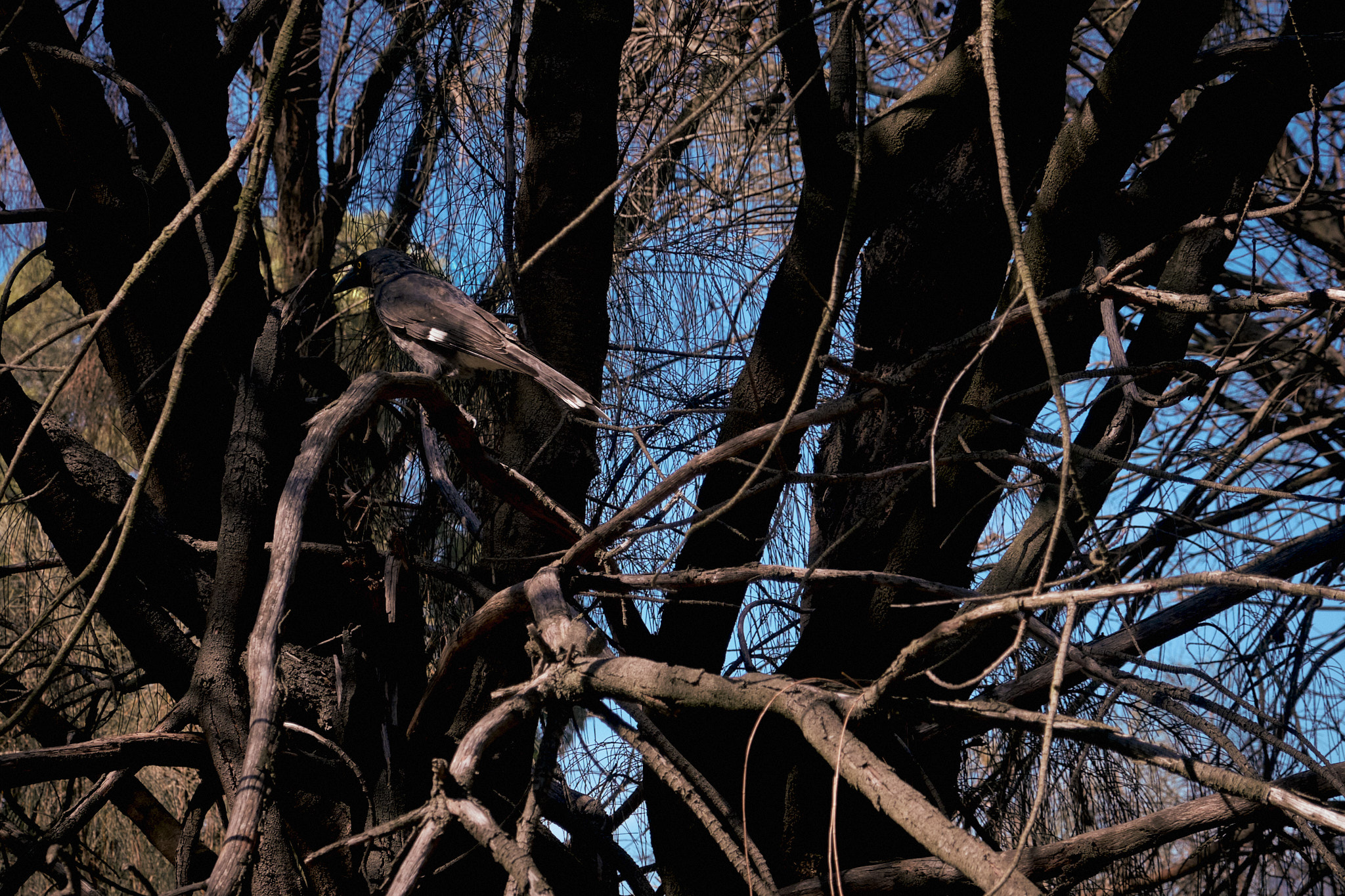 DSCF1256Quick.jpg