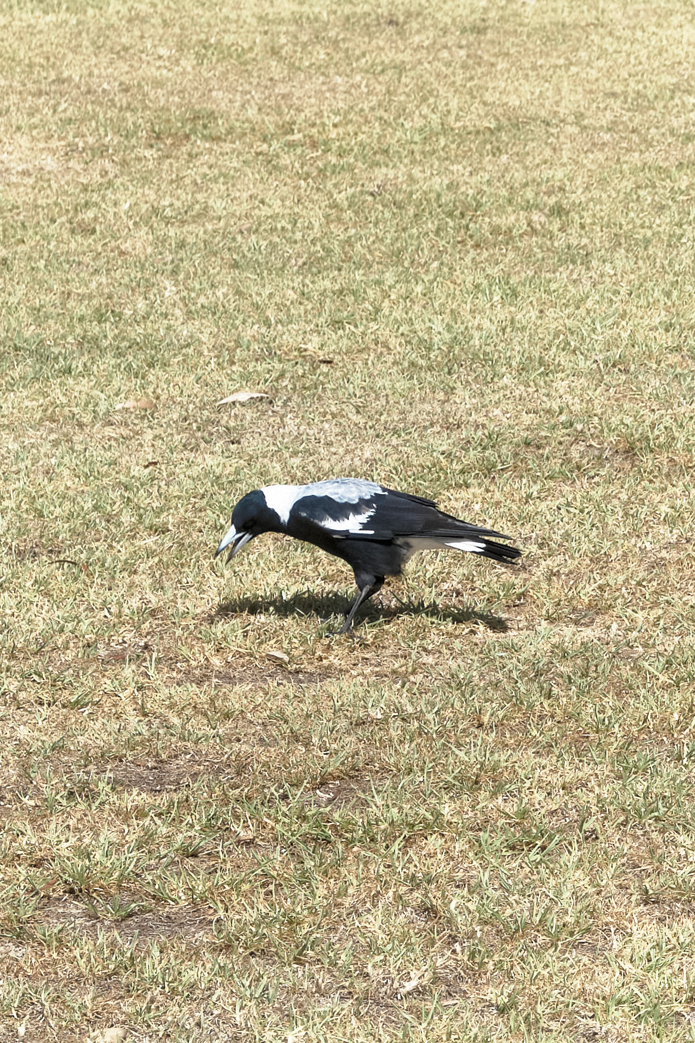 DSCF1278Quick.jpg