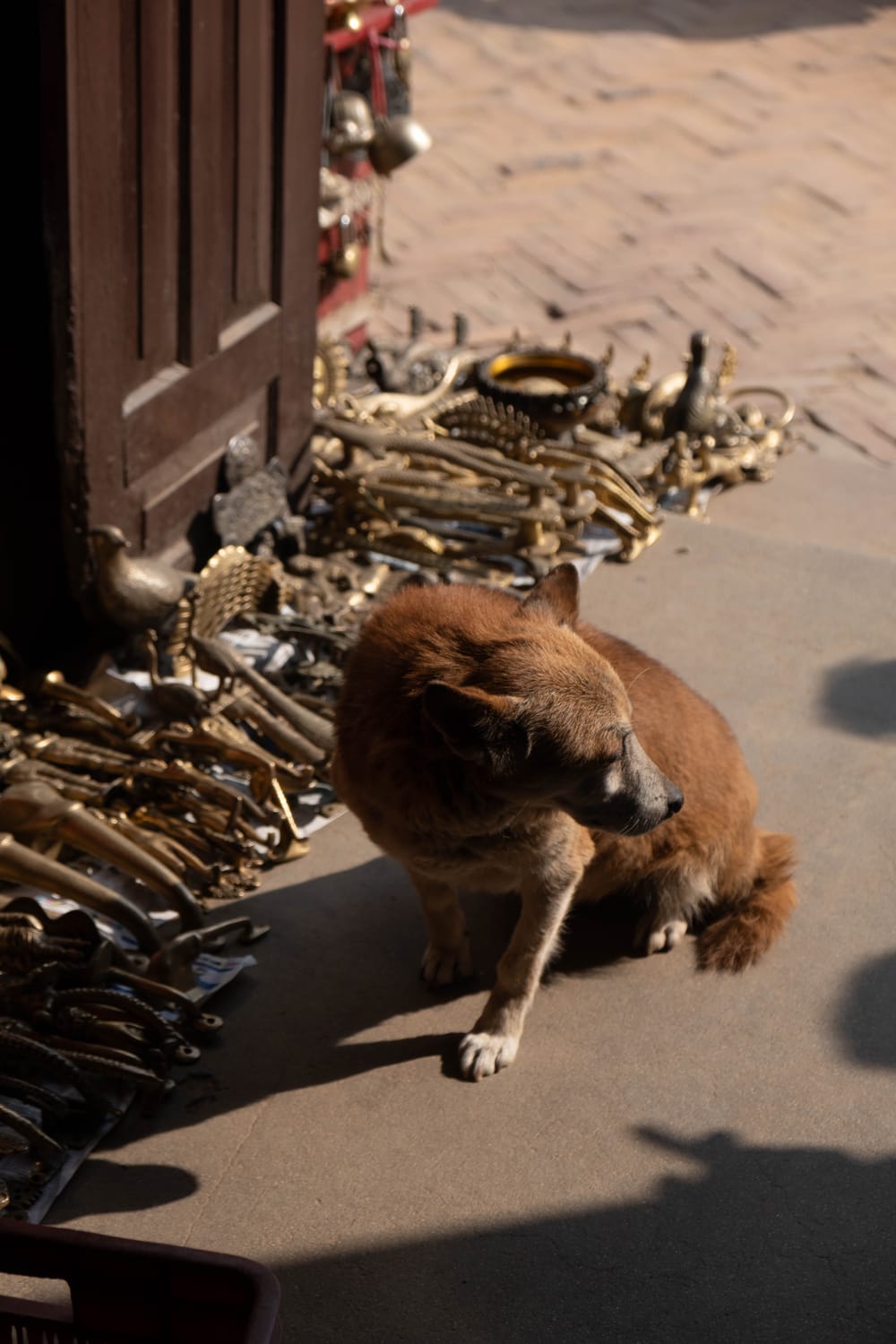 Dog resting in the sun beside a street stall of brass ornaments