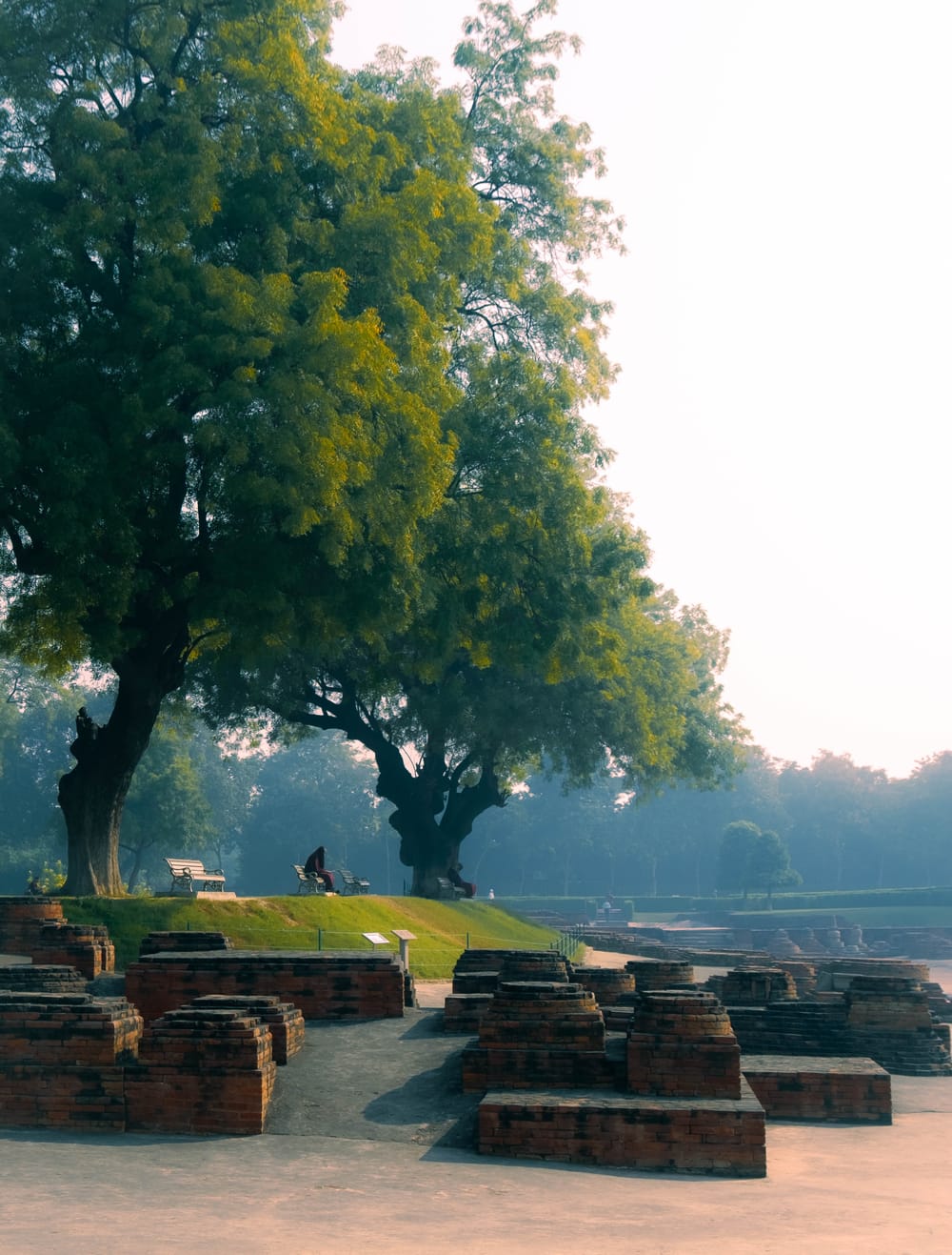 Two broad old trees in morning haze above a field of low brick ruins